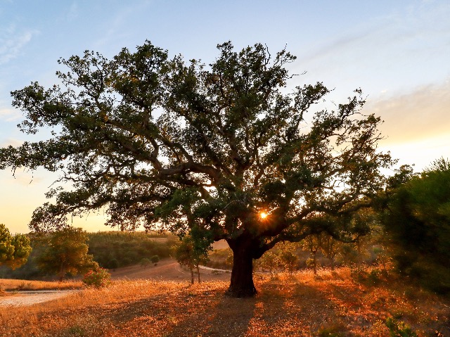 Where to go in Alentejo?